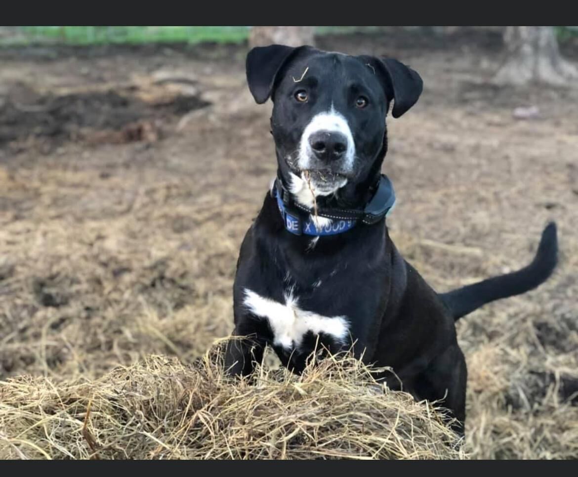 6. Dexx the dog